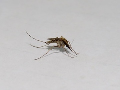 Aedes sollicitans