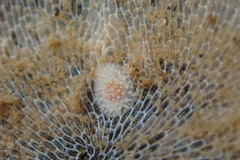Onchidoris muricata
