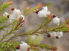 Erica triceps