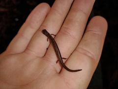 Batrachoseps attenuatus