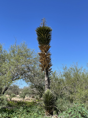 Yucca valida