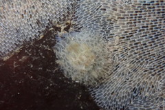 Corambe steinbergae