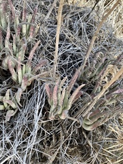 Dudleya edulis