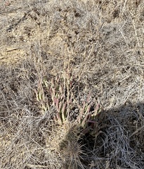 Dudleya edulis