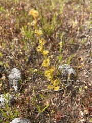 Drosera ramellosa
