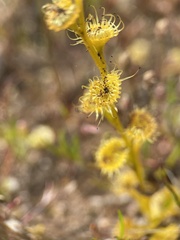 Drosera ramellosa