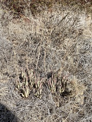 Dudleya edulis