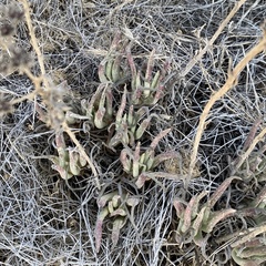 Dudleya edulis