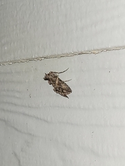 Ctenoplusia oxygramma