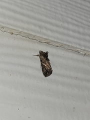 Ctenoplusia oxygramma