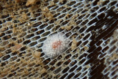 Onchidoris muricata
