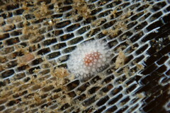 Onchidoris muricata