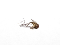 Aedes canadensis