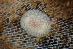 Onchidoris muricata