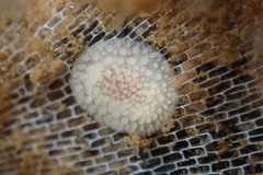 Onchidoris muricata