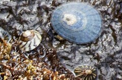 Cellana tramoserica