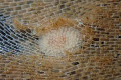 Onchidoris muricata