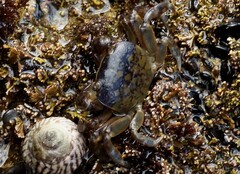 Cyclograpsus granulosus