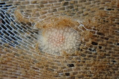 Onchidoris muricata