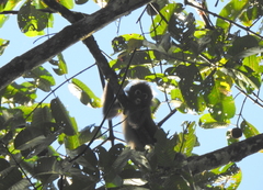 Trachypithecus obscurus