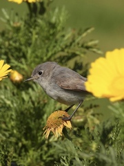 Polioptila californica