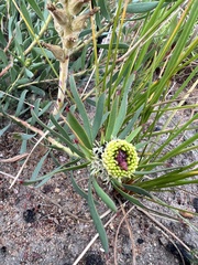 Leucadendron lanigerum lanigerum