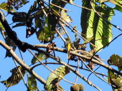 Pericrocotus speciosus
