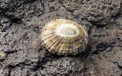 Cellana tramoserica