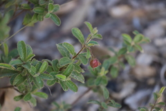 Dodonaea dodecandra