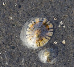 Cellana tramoserica