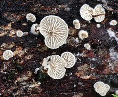 Marasmiellus affixus