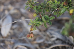 Dodonaea dodecandra