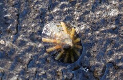 Cellana tramoserica