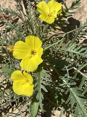 Eulobus sceptrostigma