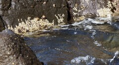 Galeolaria caespitosa