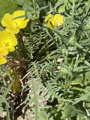 Eulobus sceptrostigma