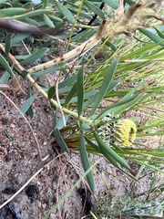Leucadendron lanigerum lanigerum