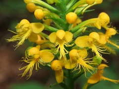 Platanthera cristata