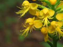 Platanthera cristata