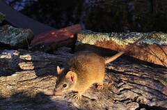 Antechinus flavipes