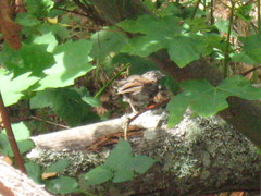 Melospiza melodia morphna