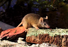 Antechinus flavipes