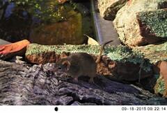 Antechinus flavipes