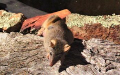 Antechinus flavipes