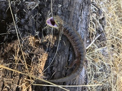 Elgaria multicarinata scincicauda