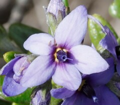 Halgania andromedifolia