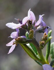 Halgania andromedifolia