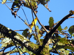 Pericrocotus speciosus
