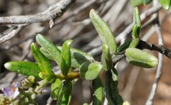 Halgania andromedifolia