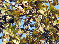 Pericrocotus speciosus